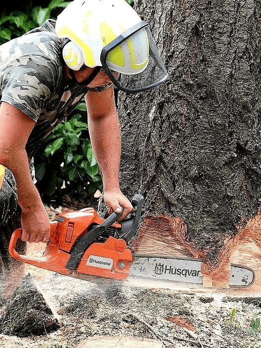 Elagage et Abattage 1