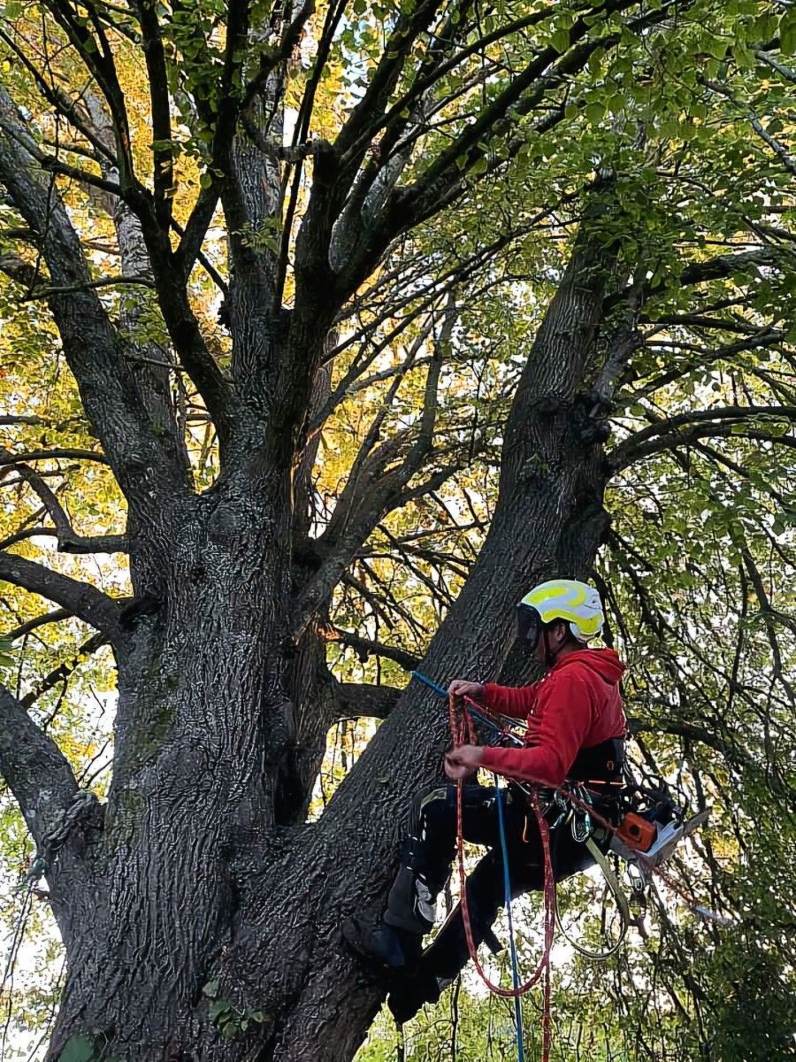 Elagage et Abattage 2